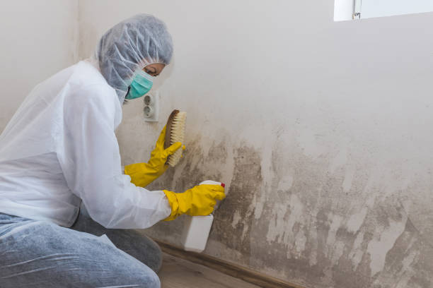 Why You Should Choose Our Mold Remediation Services in East Williston, NY